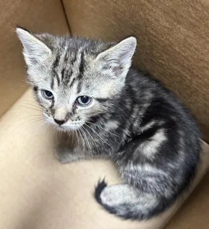 A baby small-sized male Domestic Short Hair cat named Alpha for adoption in West Chester, PA