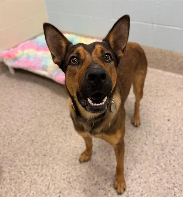A young large-sized male German Shepherd Dog dog named Fletcher for adoption in Brighton, CO