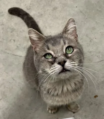 An adult medium-sized male Domestic Short Hair cat named Kiwi for adoption in Humboldt, IA