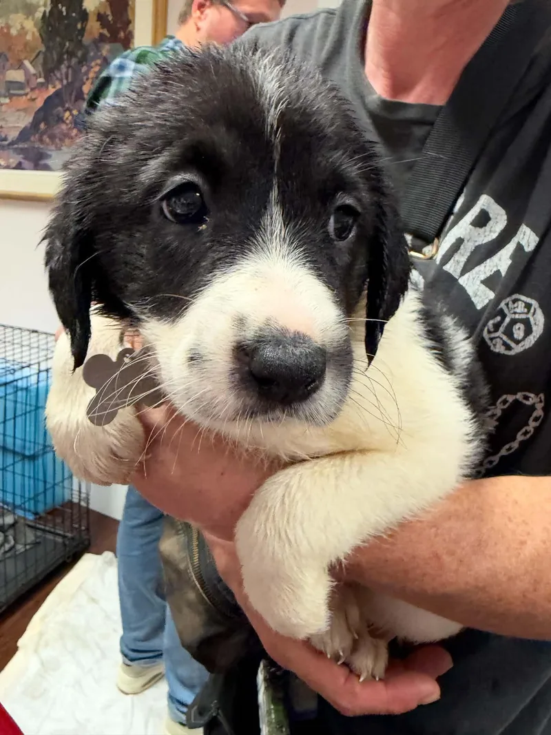 A baby large-sized female Anatolian Shepherd dog named Blair Halloween Litter for adoption in Holly Springs, NC