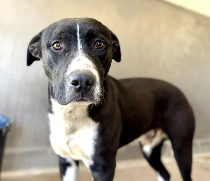 An adult large-sized male Pit Bull Terrier dog named Socks for adoption in San Bernardino, CA