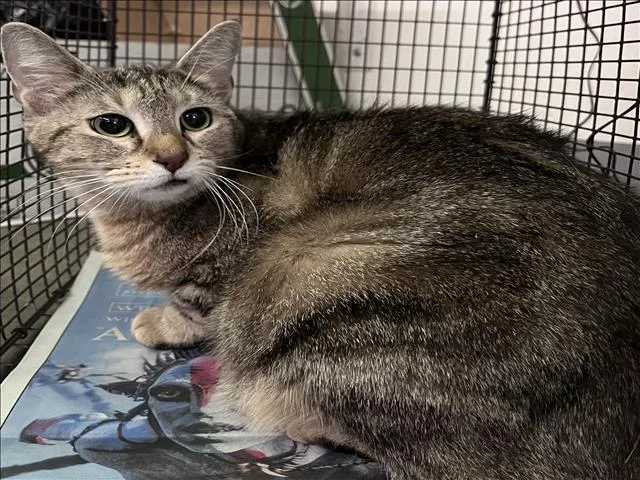 A young small-sized female Domestic Short Hair cat named Micha for adoption in Los Angeles, CA