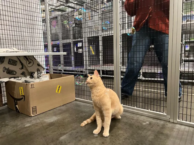 A senior medium-sized female Domestic Short Hair cat named Jazz for adoption in Raleigh, NC