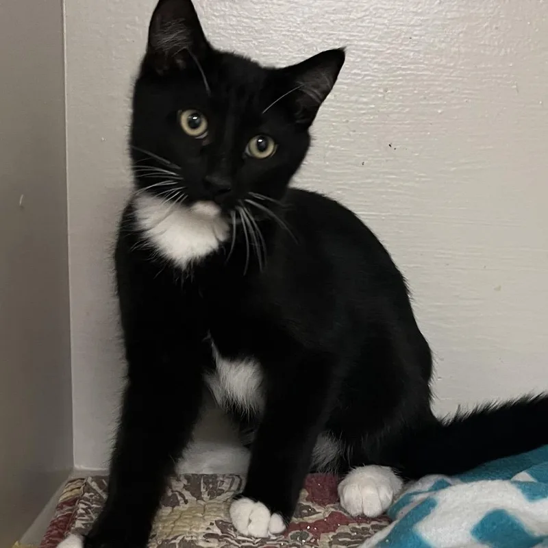 A baby small-sized male Black Domestic Short Hair cat named Rocky for adoption in Baker City, OR