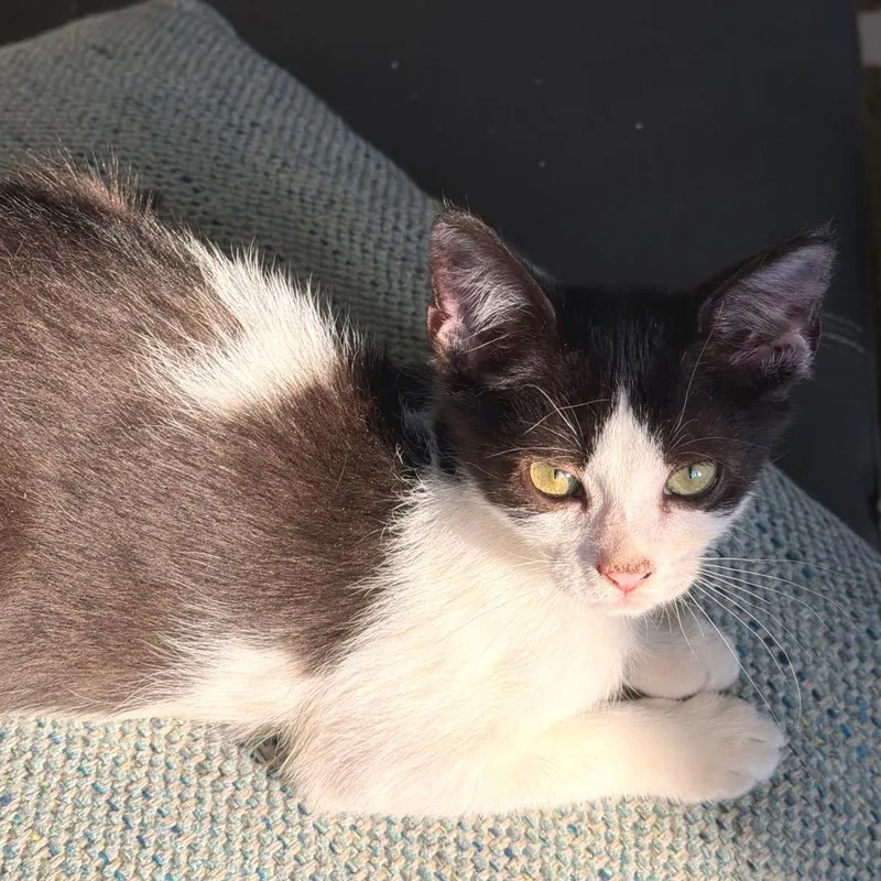 A baby small-sized male Black Domestic Short Hair cat named Beignet for adoption in Folsom, LA