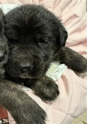 A baby small-sized male German Shepherd Dog dog named Poo Bear for adoption in Riverside, CA