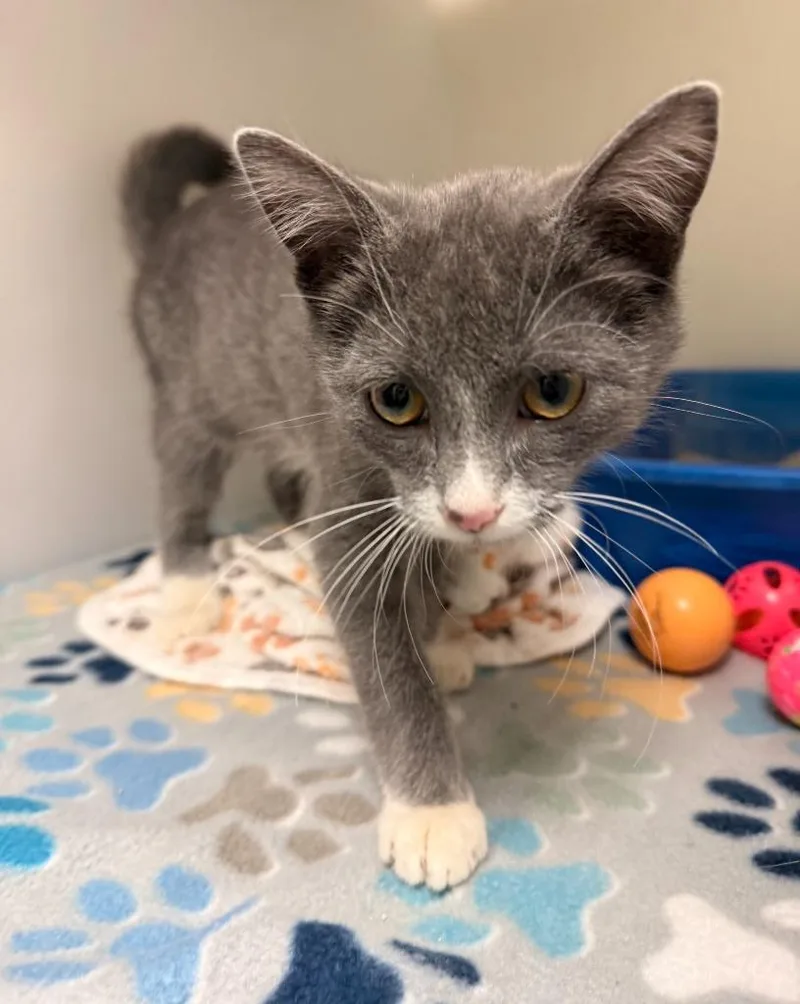 A baby small-sized male Domestic Short Hair cat named Gilbert for adoption in Blountville, TN