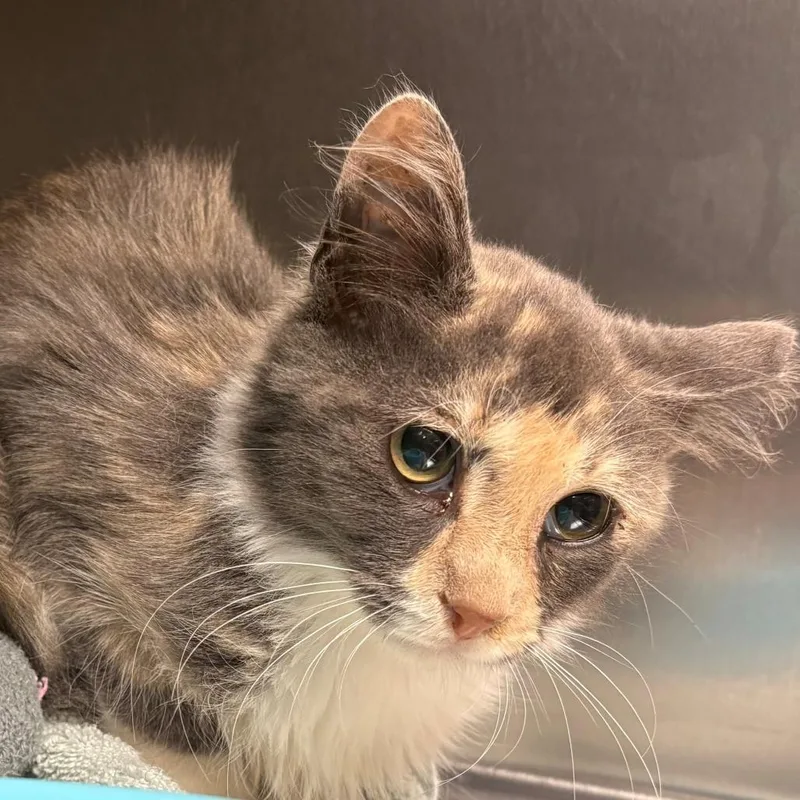 A young small-sized female Domestic Short Hair cat named Tong for adoption in East Hanover, NJ