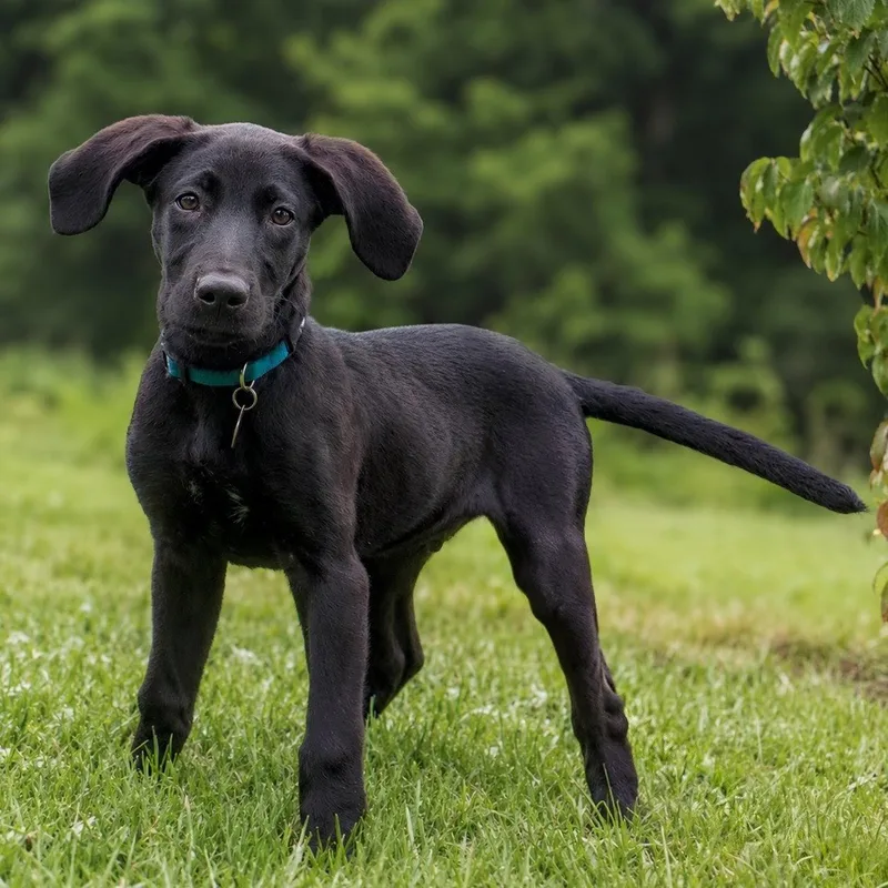 A young medium-sized male Retriever dog named Hot Dog for adoption in Greenville, SC