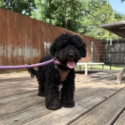 A young small-sized male Black Poodle dog named Alexander the Great for adoption in Houston, TX