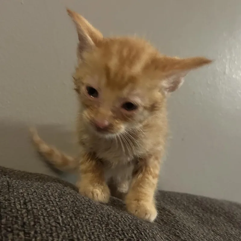 A baby small-sized male Orange / Red Domestic Short Hair cat named Jack for adoption in Madisonville, KY