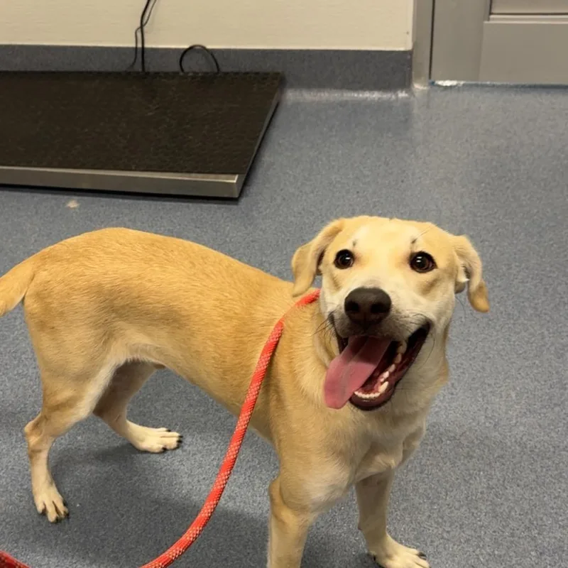 A young medium-sized male White / Cream Mixed Breed dog named Charles for adoption in St Joseph, MO