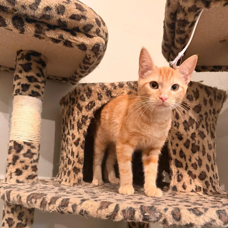 A baby medium-sized female Domestic Short Hair cat named Frankie for adoption in Salt Lake City, UT