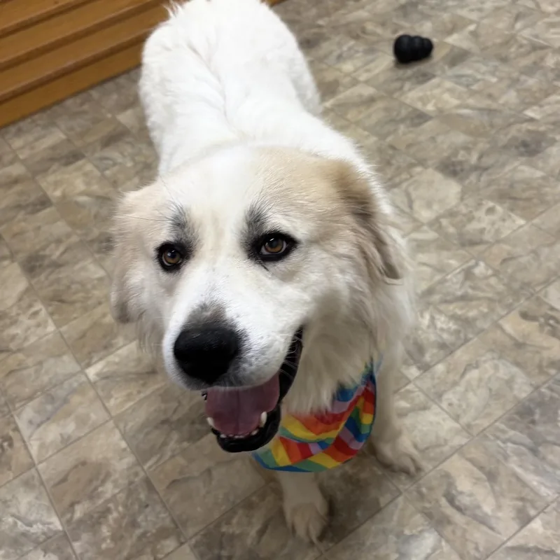An adult large-sized male Great Pyrenees dog named Fanta for adoption in Pilot Point, TX