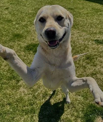 An adult large-sized male Mixed Breed dog named Sunny for adoption in Missoula, MT