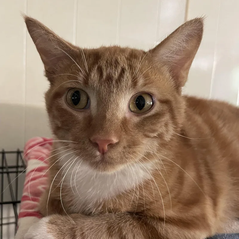 A young medium-sized male Tabby (Orange / Red) Domestic Short Hair cat named Rusty for adoption in Lacon, IL