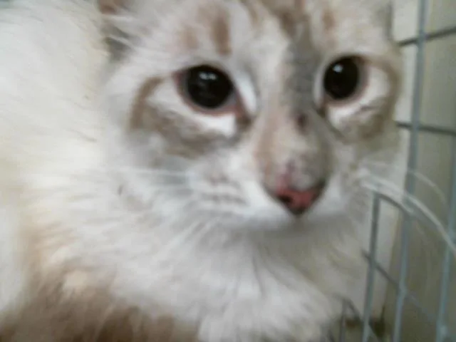 A young small-sized female Domestic Medium Hair cat named A for adoption in Houston, TX