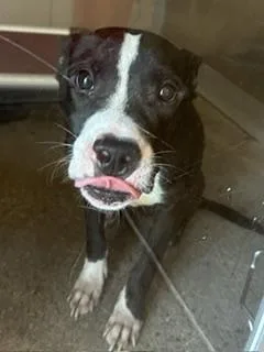 A young medium-sized male Black Pit Bull Terrier dog named Bo Jangles for adoption in Cleveland, OH