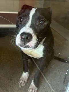 Bo Jangles thumbnail 2