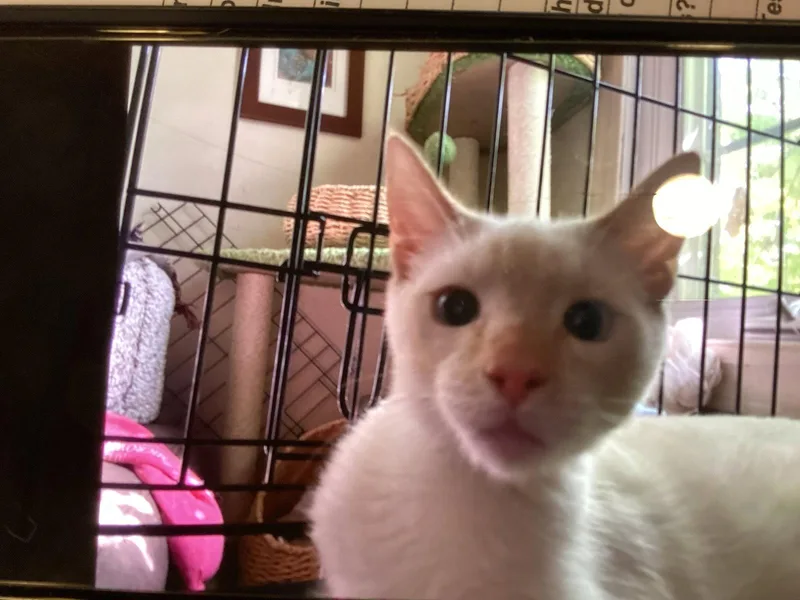 A baby medium-sized male Buff / Tan / Fawn Siamese cat named Phoenix for adoption in Northfield, OH