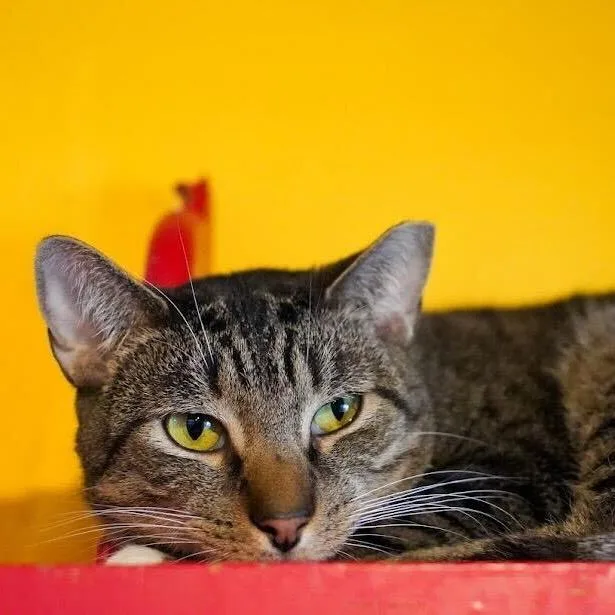 Mice Krispies thumbnail 2