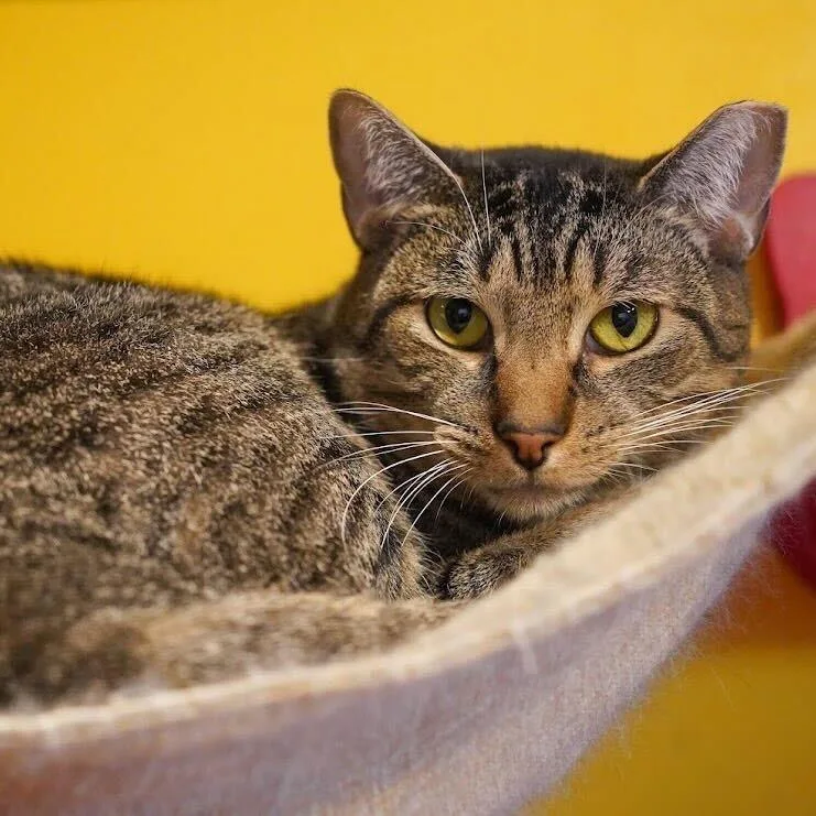 Mice Krispies thumbnail 3