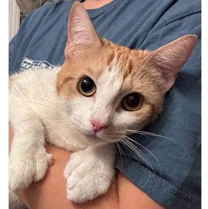 Colvey Normandy thumbnail 2