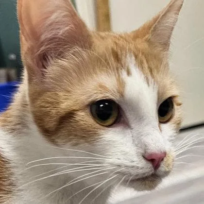 Colvey Normandy thumbnail 3