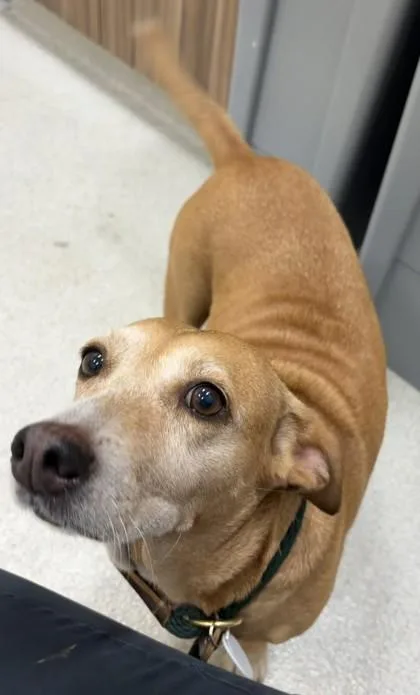 A senior small-sized female Terrier dog named Peanut Butter for adoption in Honolulu, HI