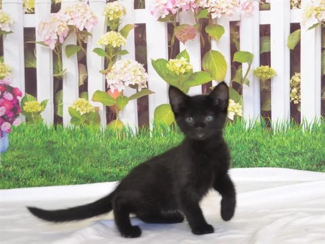 A baby small-sized female Domestic Short Hair cat named Olivia for adoption in Oroville, CA