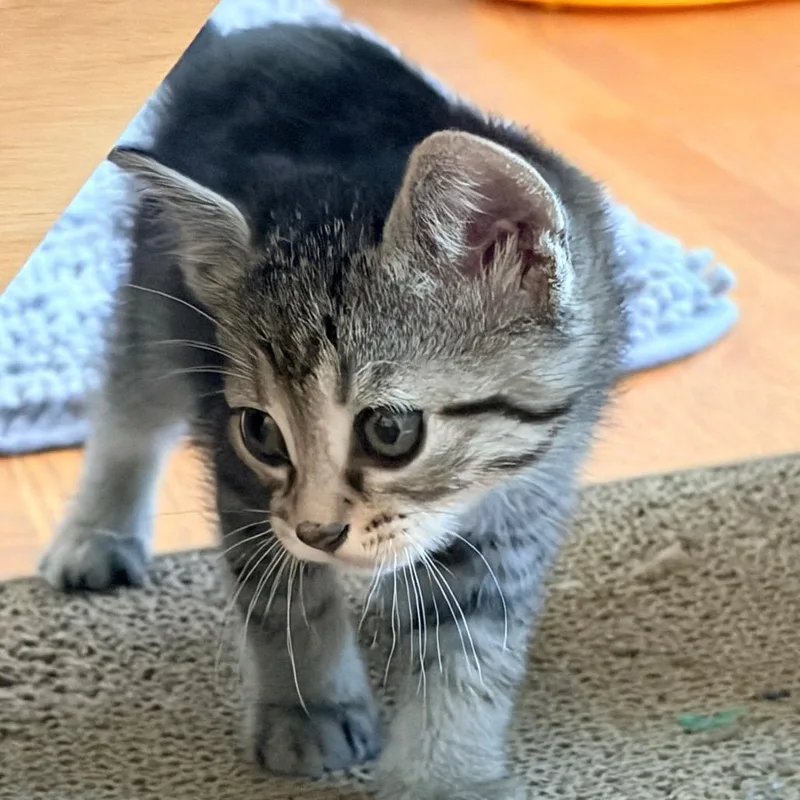 A baby small-sized male Gray / Blue / Silver Domestic Short Hair cat named Percy for adoption in Franklin, TN