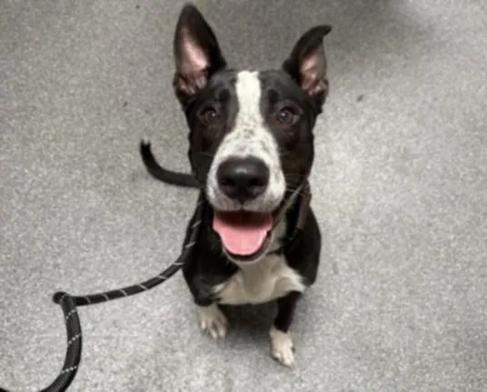 A young large-sized male Mixed Breed dog named Broccoli for adoption in Los Angeles, CA