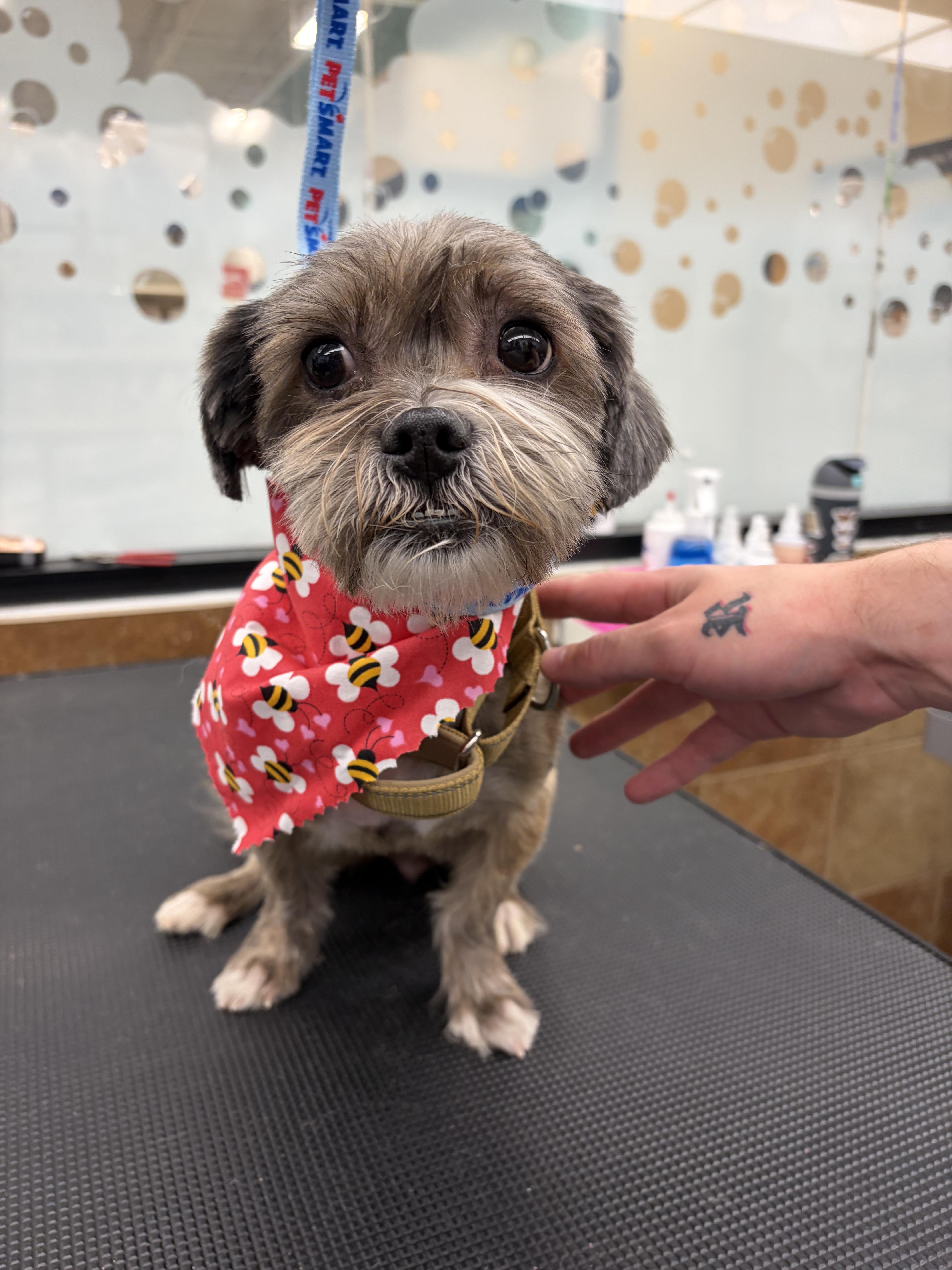 An adult small-sized female Gray / Blue / Silver Shih Tzu dog named Apple Donut Local for adoption in Andover, MA