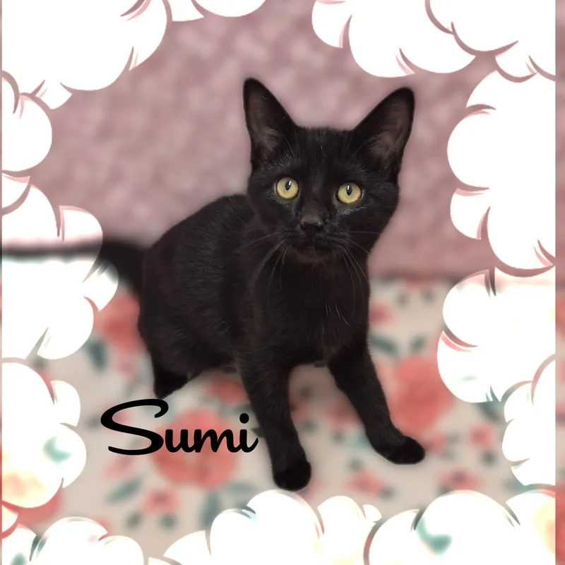 Sumi