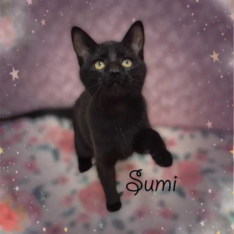 Sumi thumbnail 3