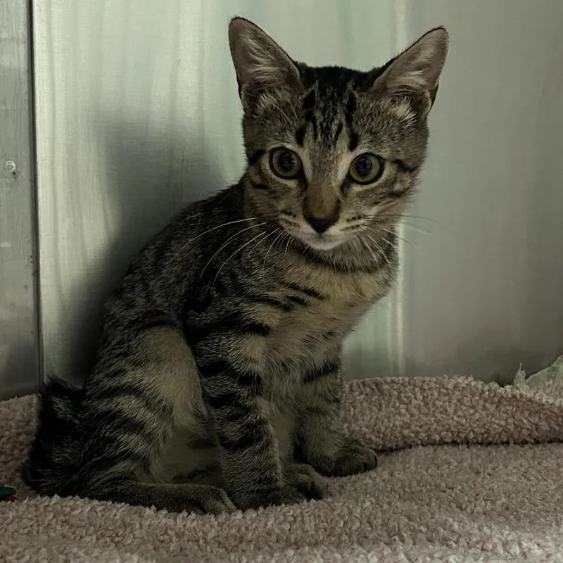 A baby small-sized female Brown / Chocolate Domestic Short Hair cat named Kanga for adoption in Pensacola, FL