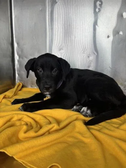 A baby small-sized female Shepherd dog named Roux for adoption in El Paso, TX