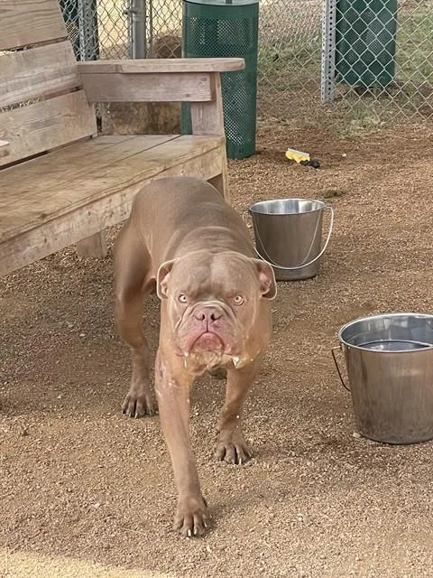 An adult large-sized male American Bulldog dog named Roger for adoption in Killeen, TX