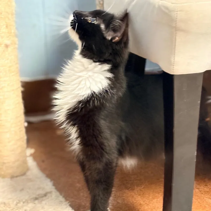 An adult medium-sized female Black Domestic Short Hair cat named Queen for adoption in Clarksville, AR