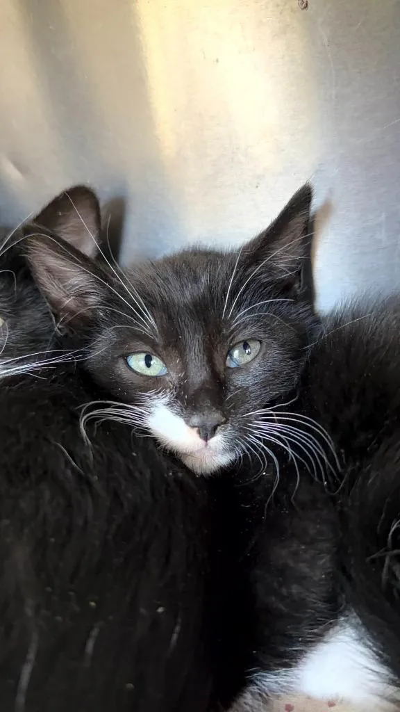 A baby medium-sized male Domestic Short Hair cat named Chunky Monkey for adoption in Pomona, NY