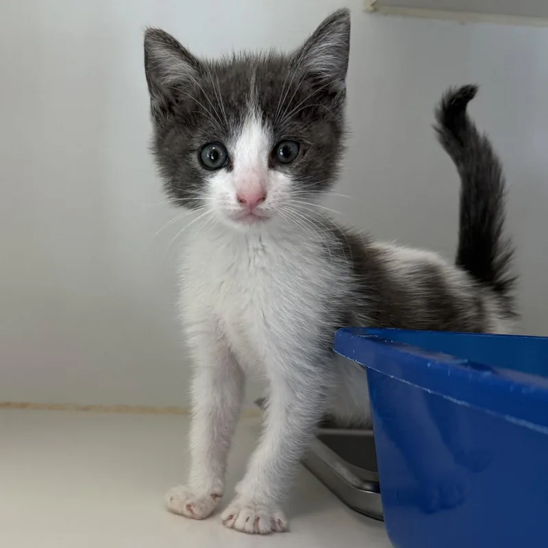 A baby small-sized male Domestic Short Hair cat named Micio for adoption in Oakland, CA