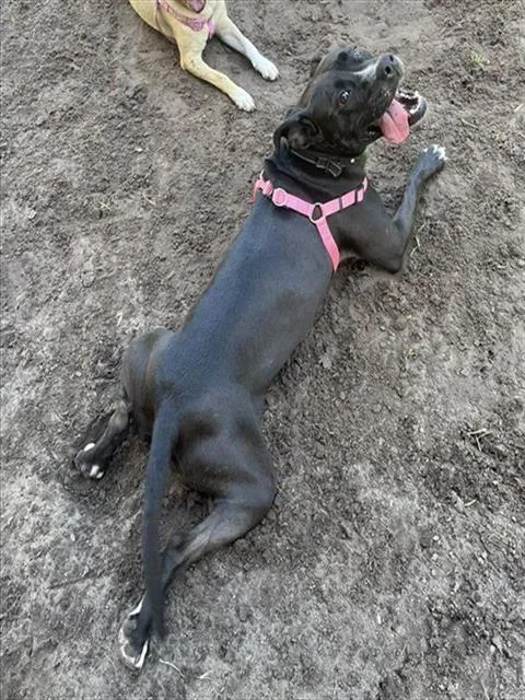 Daisy thumbnail 2