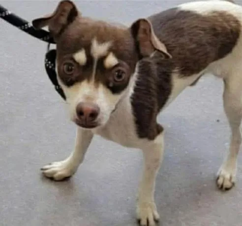 A young small-sized male Chihuahua dog named Anthem in TX for adoption in Cranston, RI