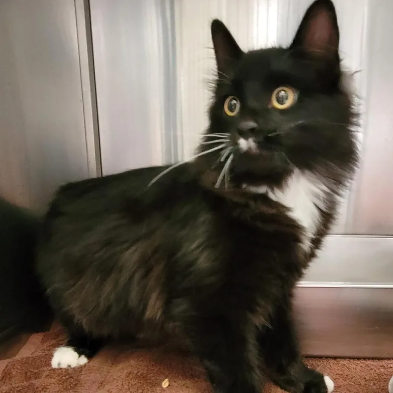 A young medium-sized male Domestic Long Hair cat named Kite for adoption in Murray, UT