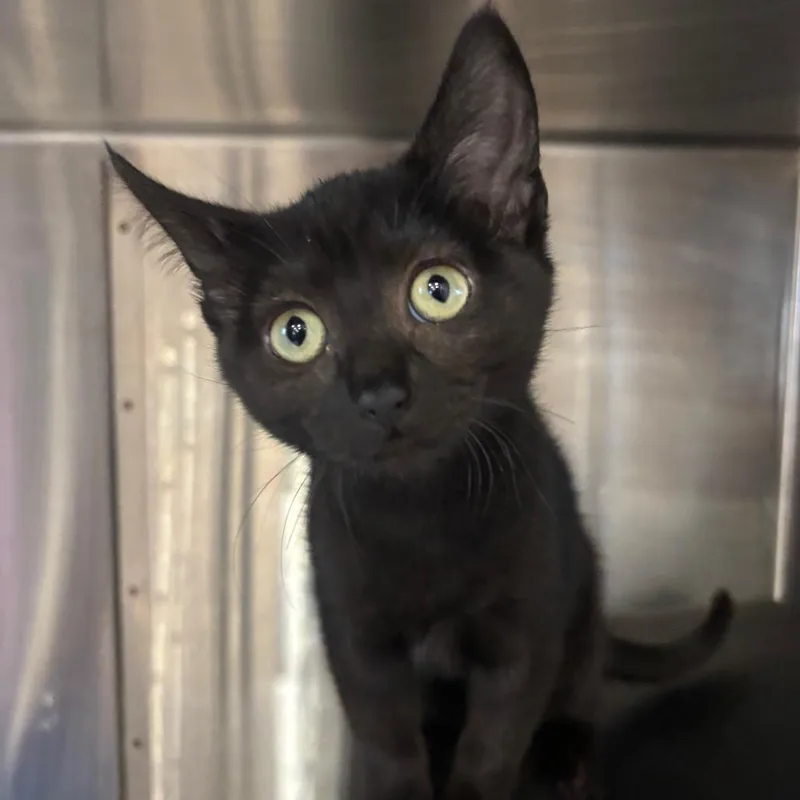 A baby small-sized female Black Domestic Short Hair cat named Parcheesi for adoption in Spokane, WA
