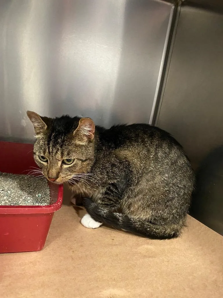 An adult small-sized male Domestic Short Hair cat named Kirby Oliver for adoption in Cartersville , GA
