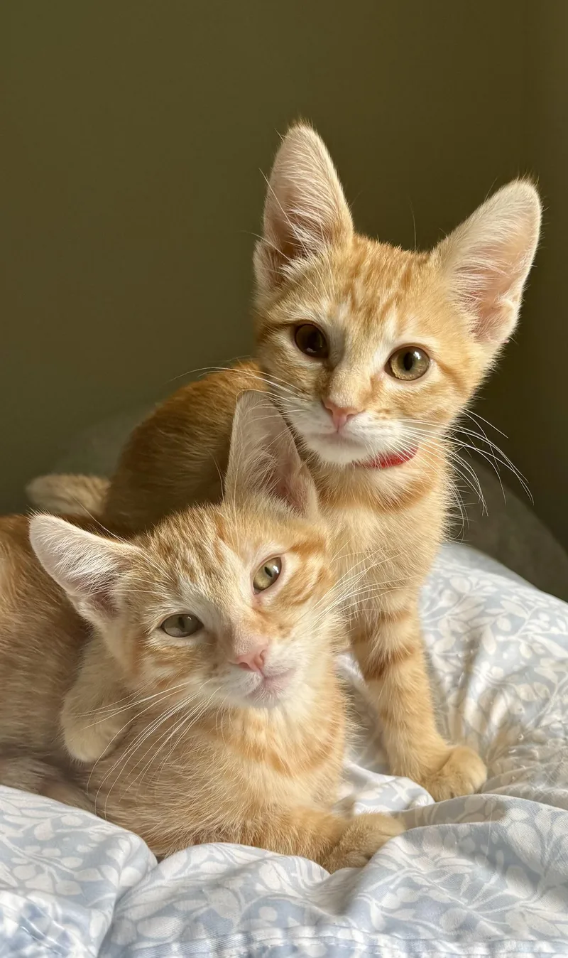 A baby medium-sized male Tabby (Orange / Red) Tabby cat named Cayenne for adoption in Woodinville, WA