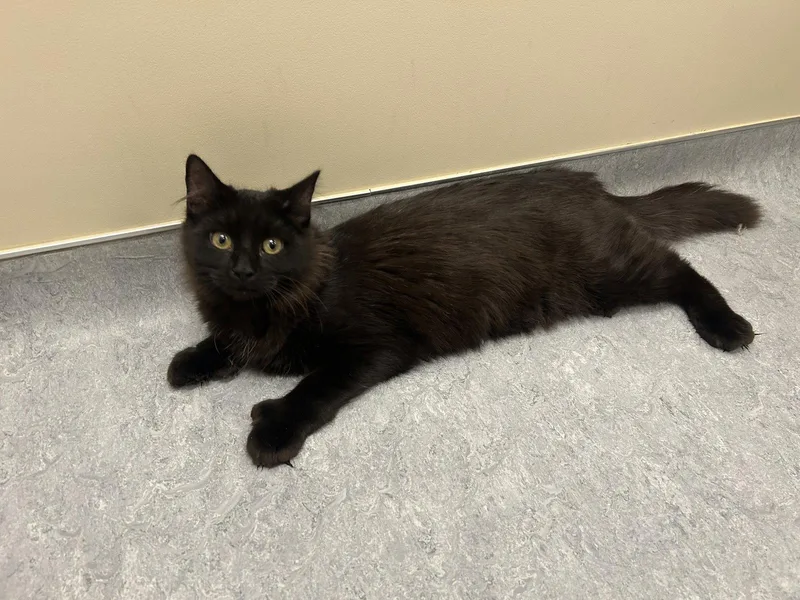 A young medium-sized male Domestic Medium Hair cat named Atlas for adoption in Arlington, VT