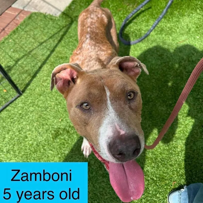 Zamboni