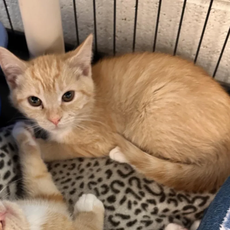 A baby small-sized male Orange / Red Domestic Short Hair cat named Squeench for adoption in Rocky Mount, VA